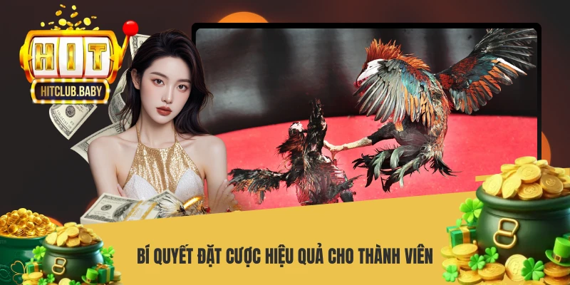 Đá Gà Cựa Sắt - Hướng Dẫn Chơi Chuẩn Xác Nhất - po99.website