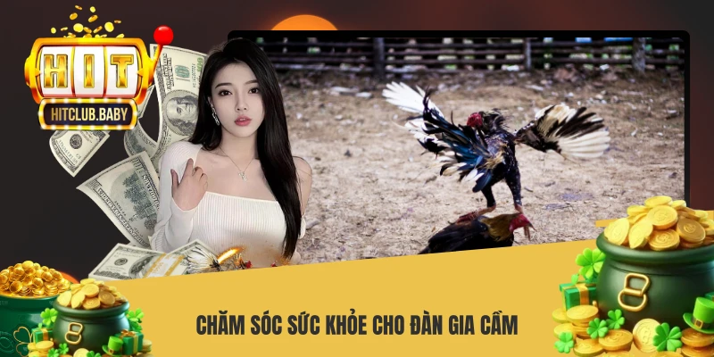 Kỹ Thuật Nuôi Gà - Bí Quyết Thành Công Trong Năm 2026 - po99.website
