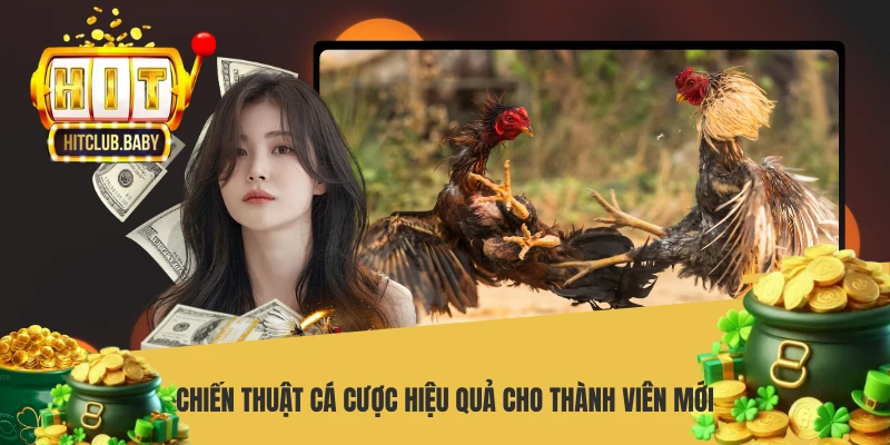 Đá Gà Cựa Dao - Bí Quyết Chiến Thắng Từ Cao Thủ - po99.website