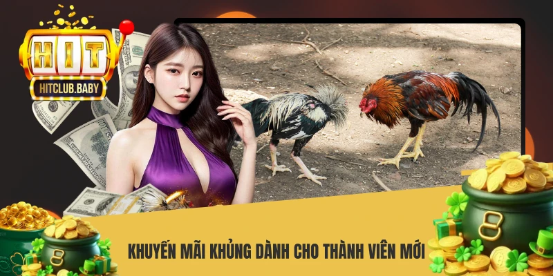 Đá Gà HITCLUB - Dễ Cược Thắng Lớn, Kèo Cược Hàng Đầu - po99.website