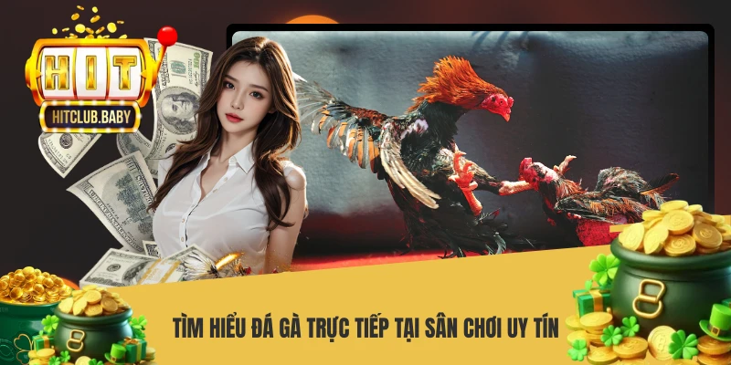 Đá Gà Trực Tiếp - Sân Chơi Kịch Tính Số 1 Châu Á - po99.website